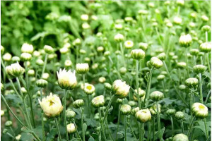Bien-être fleuri : explorer les merveilles de la tisane bébé chrysanthème (Tai Ju)