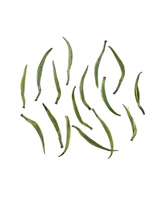 Thé vert Zhe Jiang Que She