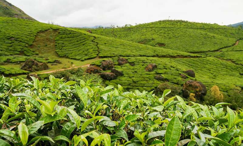 Jardin de thé au Yunnan après la pluie Jardin de thé au Yunnan après la pluie