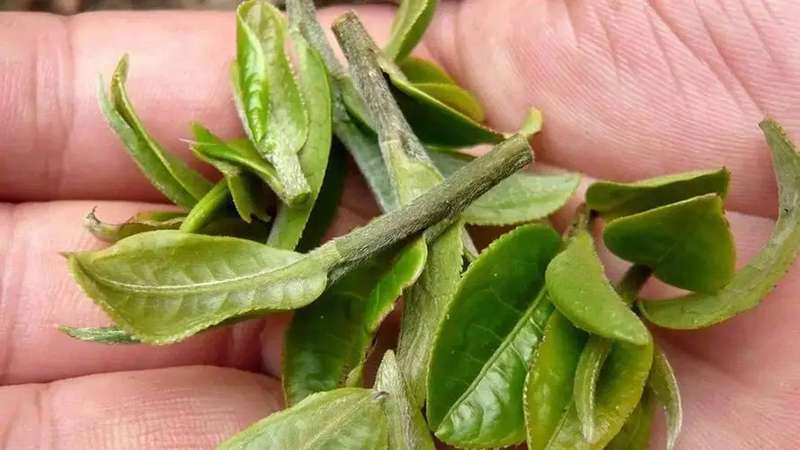 Les poils fins à la surface des jeunes feuilles Les poils fins à la surface des jeunes feuilles