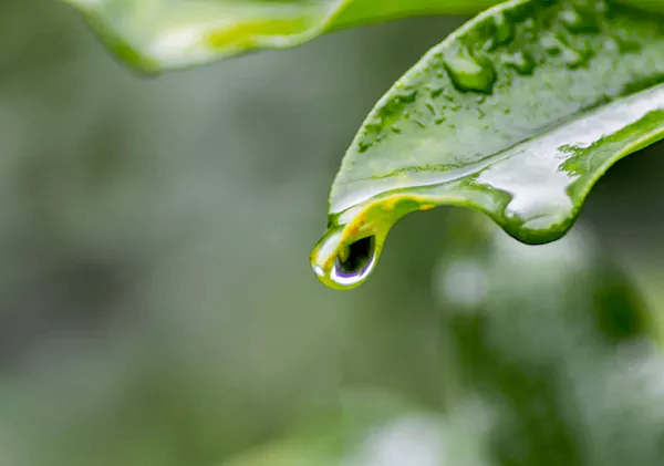 Eau de pluie