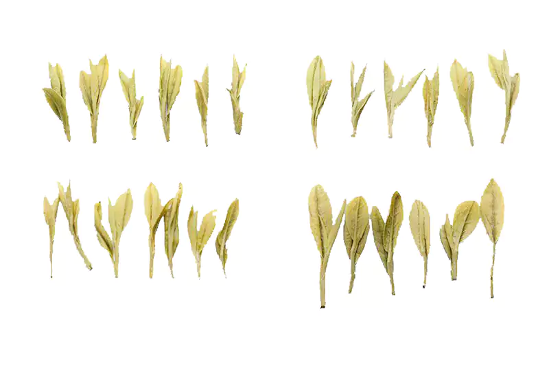 Comparaison de l'apparence du thé Longjing à différents moments de cueillette