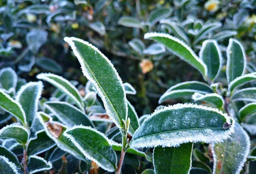 Les théiers en hiver