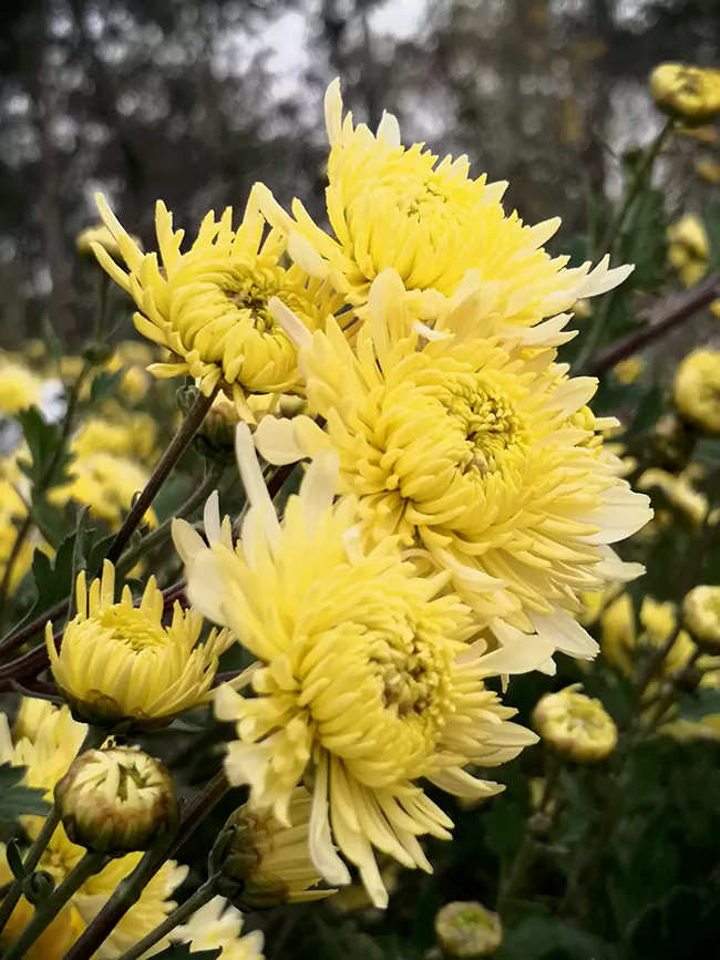 Boju (Bo chrysanthème)