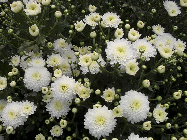 Chuju (Chrysanthème Chu)