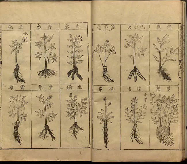 Illustrations dans le Compendium de la matière médicale