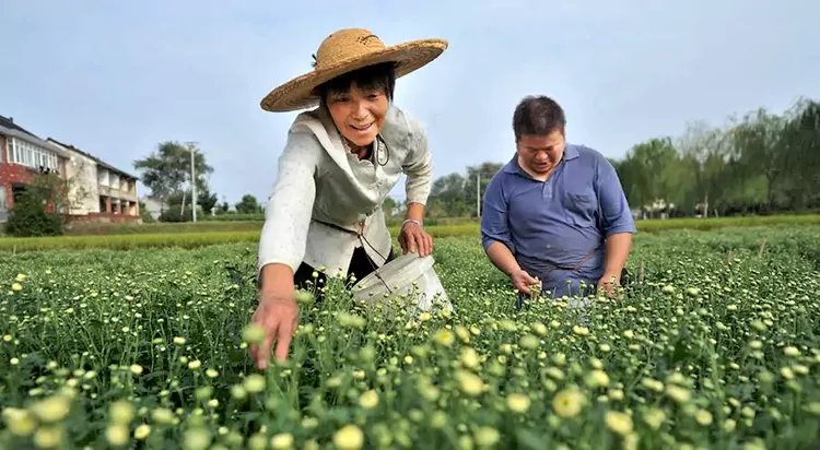 Les agriculteurs cueillent des chrysanthèmes Taiju