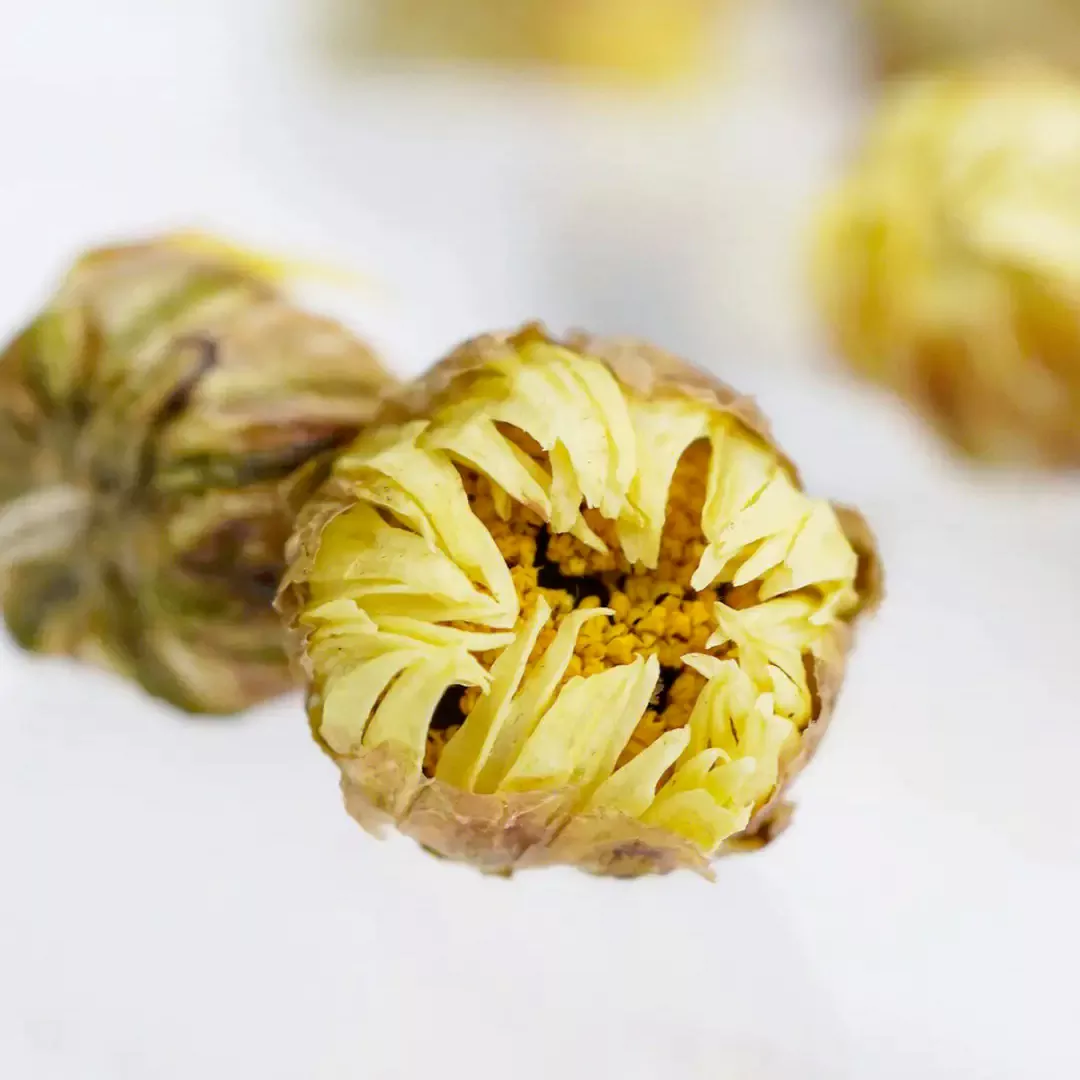 Close-up de boutons floraux de chrysanthème