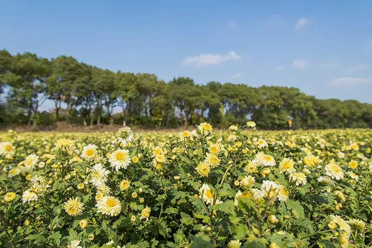 Plantation de Tai Ju