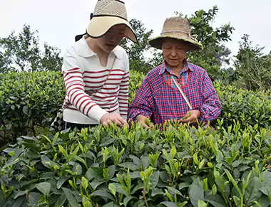 La plantation de thé de Mme Huang et de sa famille