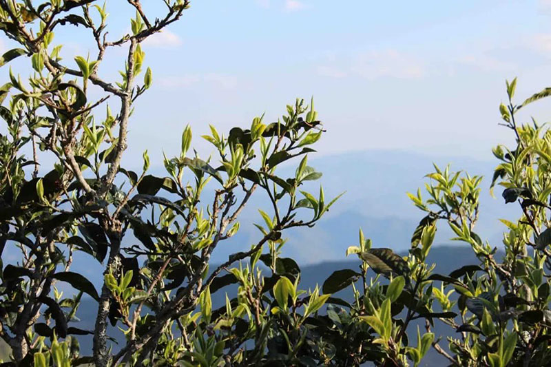 Arbre à thé Pu-erh