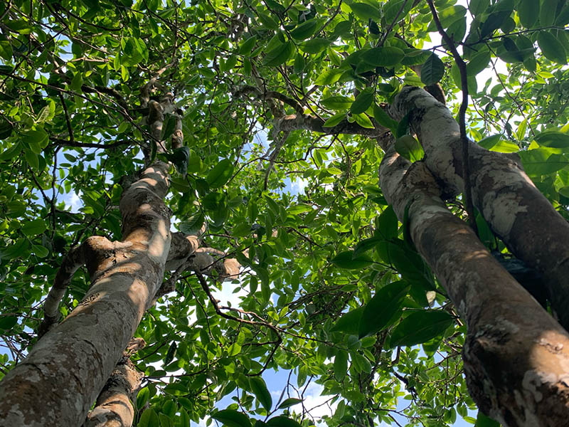 Tonnelle Arbre à Thé Pu-erh En Xi GUi