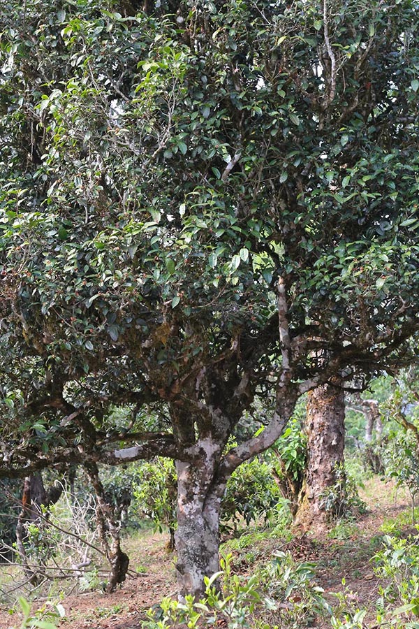Théiers anciens sur les montagnes Bulang