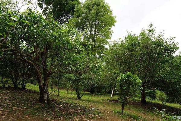 L'ancienne plantation de thé des montagnes de Bulang