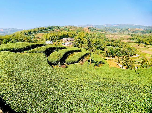 Jardin de thé Bai Mu Dan (pivoine blanche)