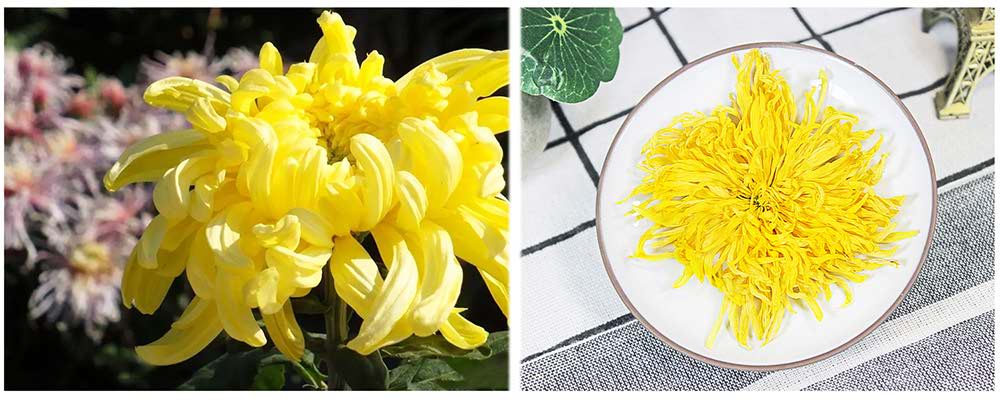 Chrysanthème Chrysanthème