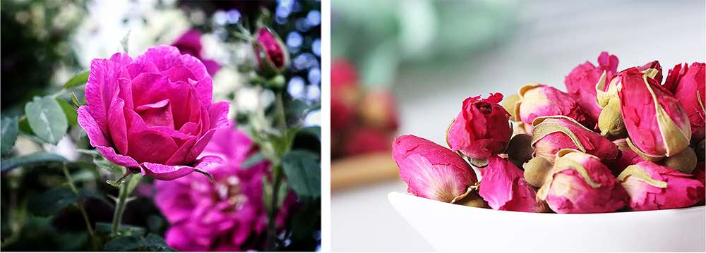 rose rose