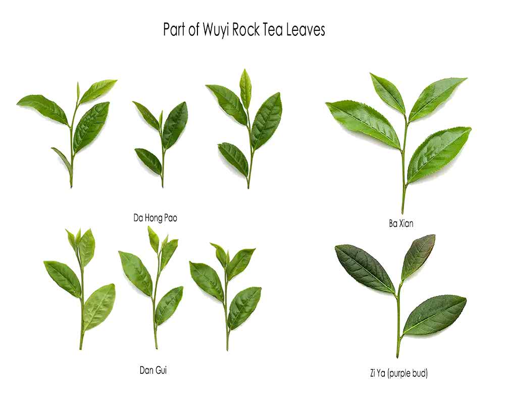 Une partie des feuilles de thé Wuyi Rock Une partie des feuilles de thé Wuyi Rock