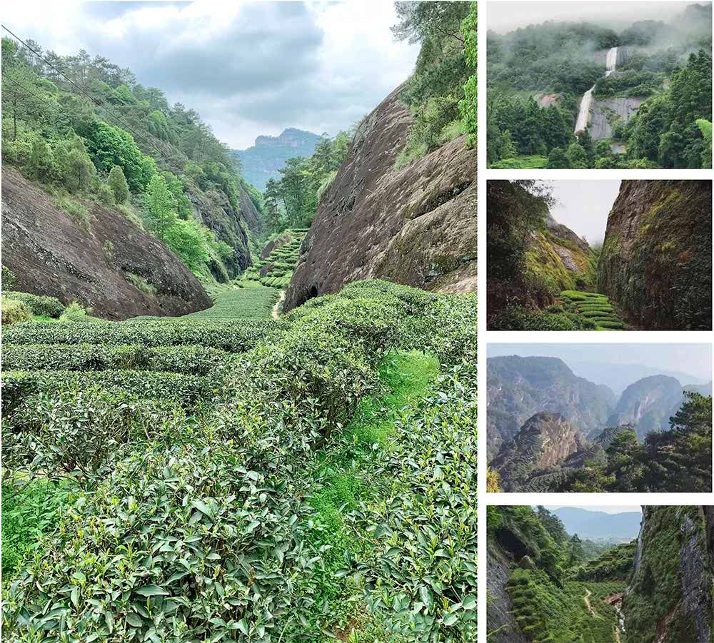 Jardin de thé de thé de roche de montagne de Wuyi Jardin de thé de thé de roche de montagne de Wuyi