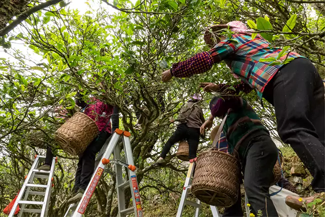 Les producteurs de thé cueillent des feuilles de thé de sapin unique Phoenix Les producteurs de thé cueillent des feuilles de thé de sapin unique Phoenix