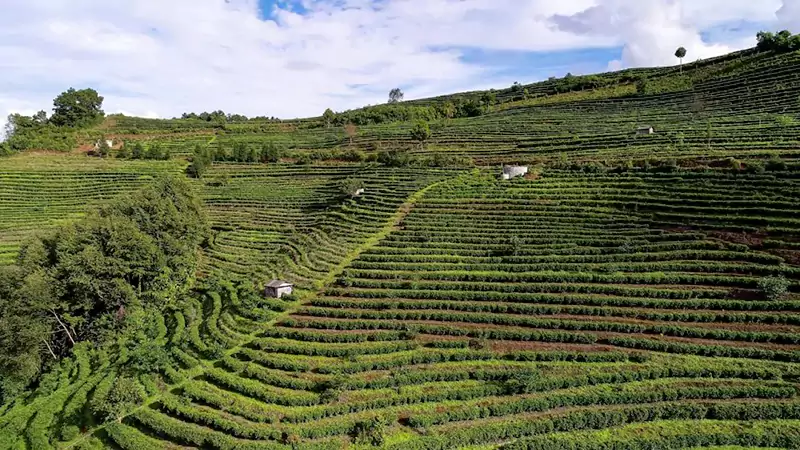 un jardin de thé situé dans la ville de Fengqing un jardin de thé situé dans la ville de Fengqing