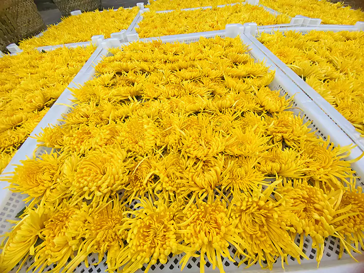 Plantation de chrysanthèmes impériaux en soie dorée Plantation de chrysanthèmes impériaux en soie dorée