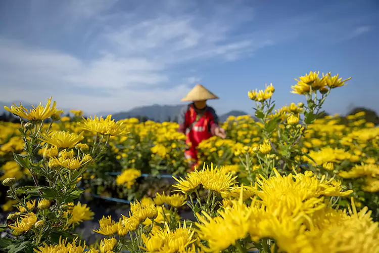 Les semis de chrysanthème impérial en soie dorée Les semis de chrysanthème impérial en soie dorée