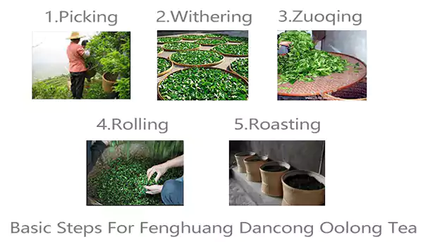 Étapes de base pour le thé Oolong Fenghuang Dancong Étapes de base pour le thé Oolong Fenghuang Dancong