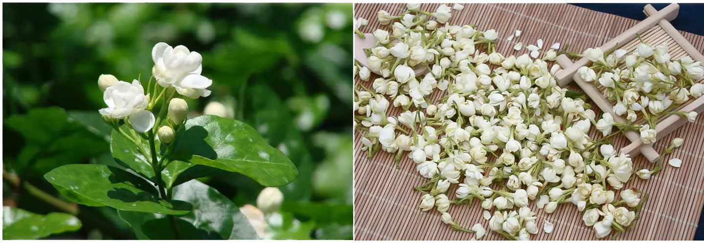 Fleurs de jasmin Fleurs de jasmin