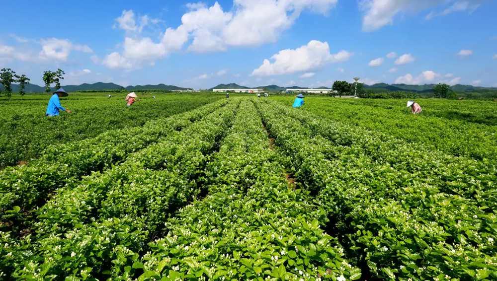 Plantations de jasmin dans le comté de Hengxian, Guangxi Plantations de jasmin dans le comté de Hengxian, Guangxi