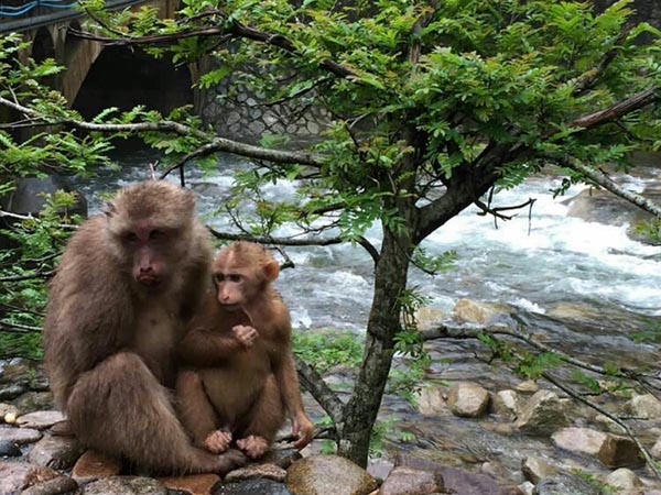 Singes dans le village de Tongmu Singes dans le village de Tongmu