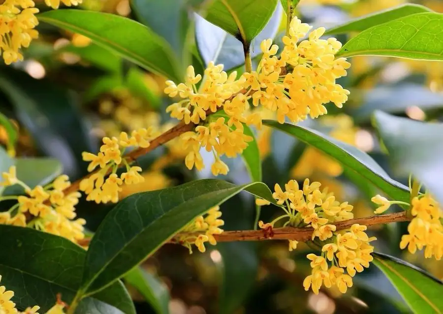 Osmanthus Fragrans Osmanthus Fragrans