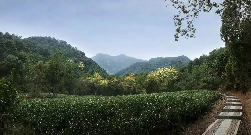 Jardin de thé à Hangzhou, Zhejiang Jardin de thé à Hangzhou, Zhejiang