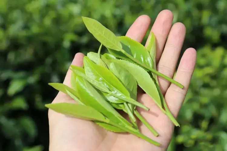 Feuilles fraîches du cultivar Zhu Ye Zhong Feuilles fraîches du cultivar Zhu Ye Zhong