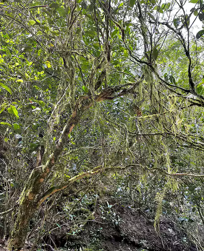Un arbre à thé Lao Cong Shui Xian recouvert de mousse Un arbre à thé Lao Cong Shui Xian recouvert de mousse