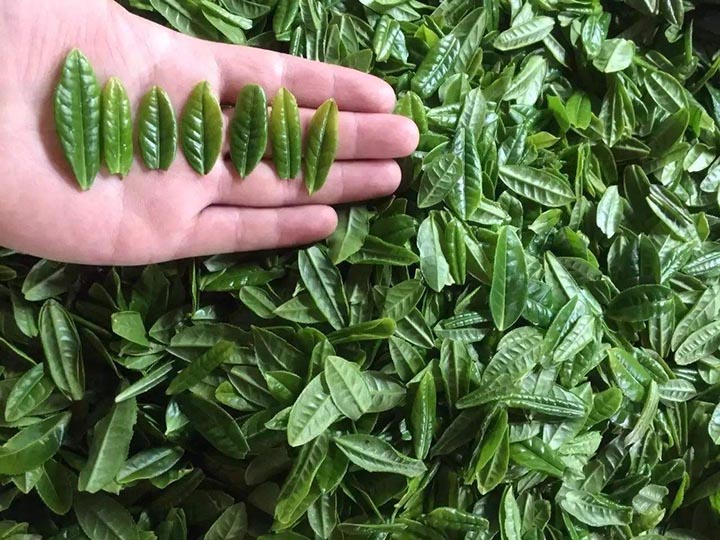 Comparaison des feuilles du thé vert Lu An Gua Pian