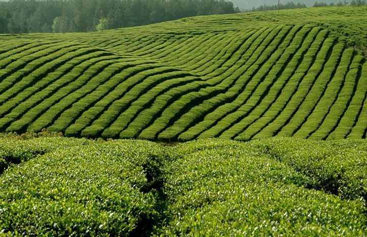 Jardin de thé Lu An Gua Pian