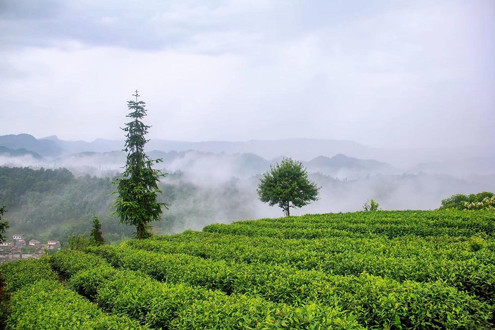 Un jardin de thé sur la montagne Mengding