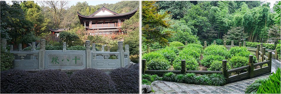 Les dix-huit arbres à thé royaux Longjing Les dix-huit arbres à thé royaux Longjing