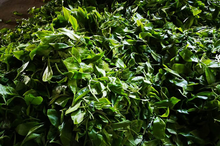 Feuilles de pu'erh fraîchement cueillies