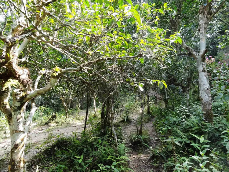 Jardin de thé puerh Meng hai