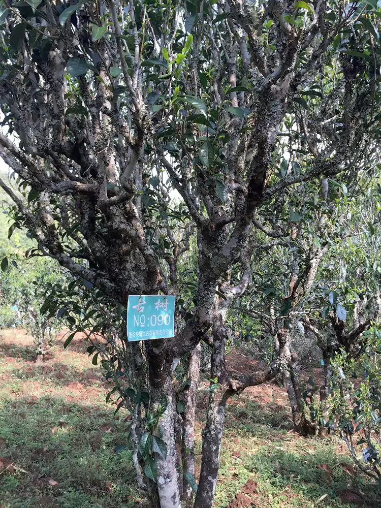 Un arbre à thé ancien Jinggu avec une plaque d'immatriculation gravée Un arbre à thé ancien Jinggu avec une plaque d'immatriculation gravée