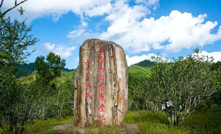 L'origine du Yunnan Jinggu Da Bai Cha L'origine du Yunnan Jinggu Da Bai Cha