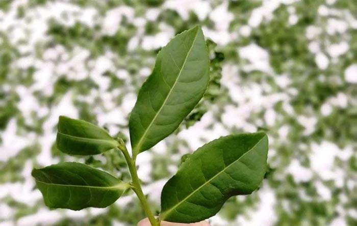Feuilles fraîches de Tie Guan Yin