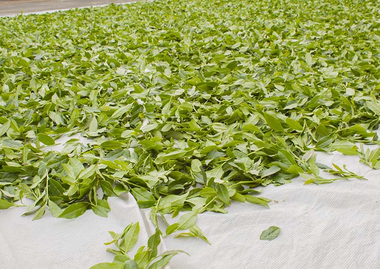Soleil flétrissant de Tie Guan Yin Soleil flétrissant de Tie Guan Yin