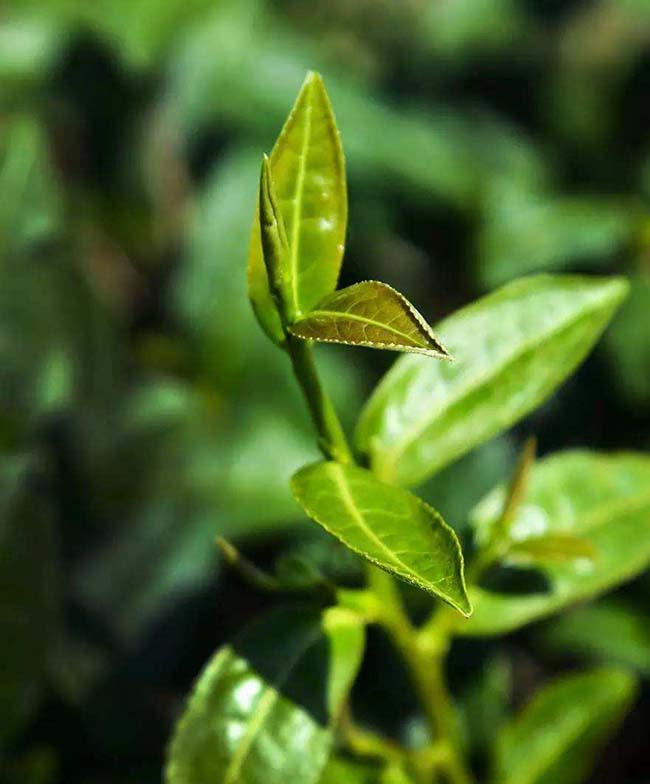 Tie Guan Yin Bourgeon De Thé Tie Guan Yin Bourgeon De Thé