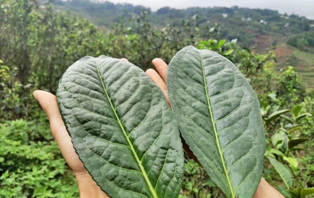 Feuilles de cultivar à grandes feuilles Feuilles de cultivar à grandes feuilles