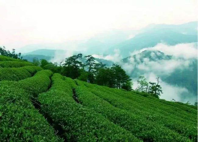 Le jardin de thé blanc à l'aiguille d'argent (bai hao yin zhen) à fuding