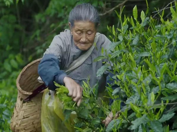 Une vieille femme cueille du thé vert Taiping Houkui Une vieille femme cueille du thé vert Taiping Houkui