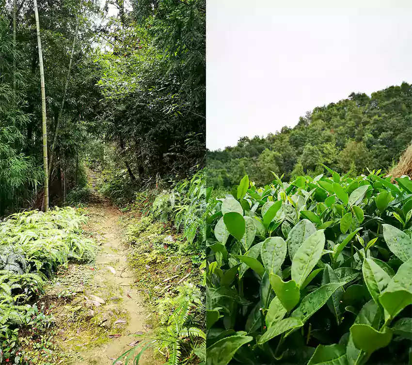 Le chemin menant au jardin de thé aux pivoines blanches Le chemin menant au jardin de thé aux pivoines blanches